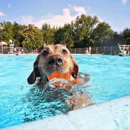Chuckit Hydro Freeze Isboll För Hunden